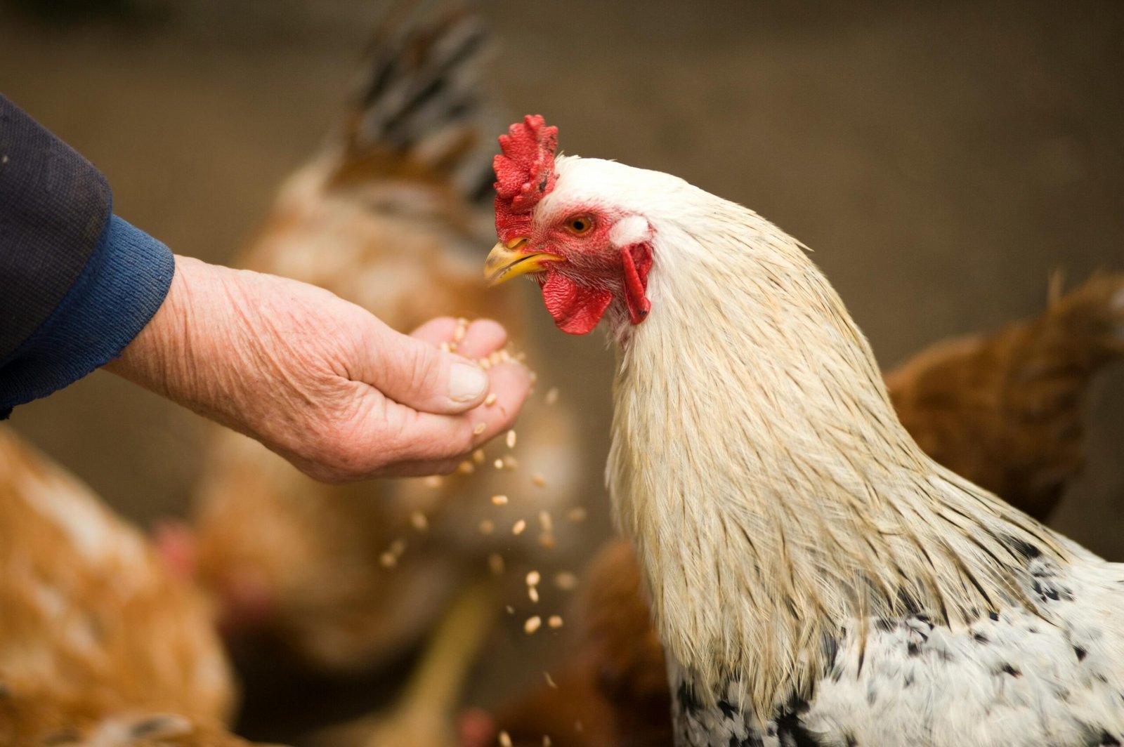 Dieta casera para gallinas de postura