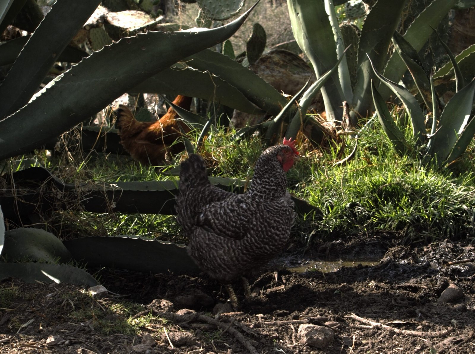 gallina tomando agua