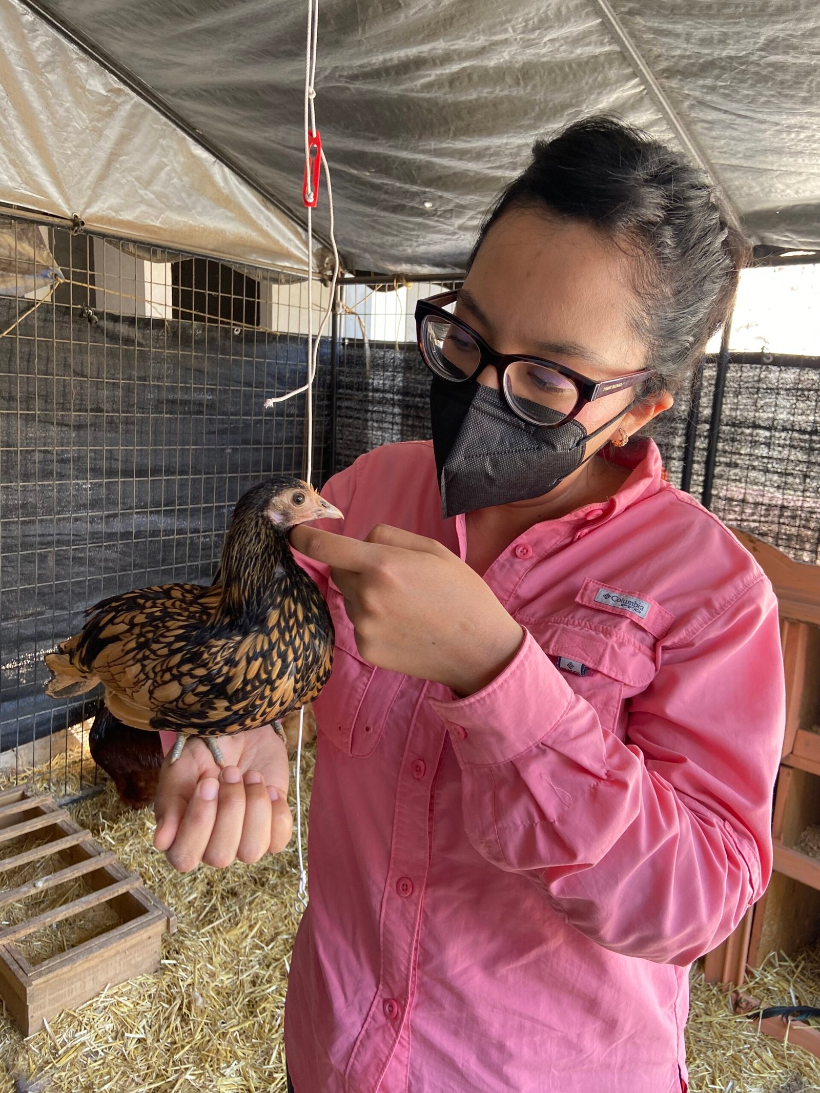 ✅ Comprar Gallinas por Internet: Experiencia Real y 7 Consejos Clave (Guía Segura)