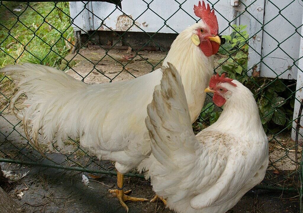 1024px-Leghorn_cockerel_and_hen