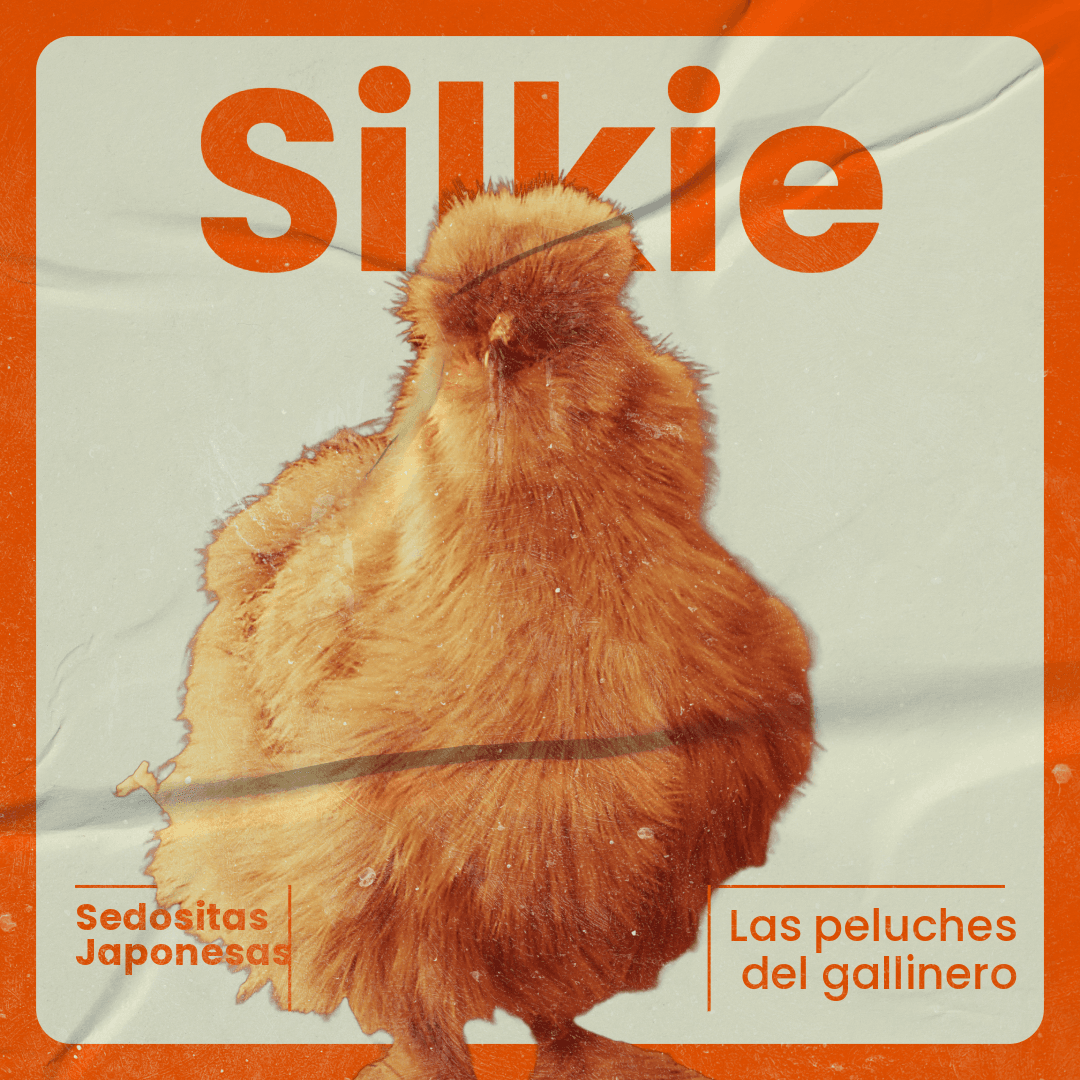 Gallinas Silkies (sedositas o japonesas)