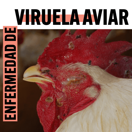 Viruela Aviar