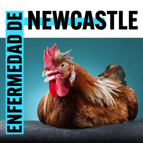 Newcastle