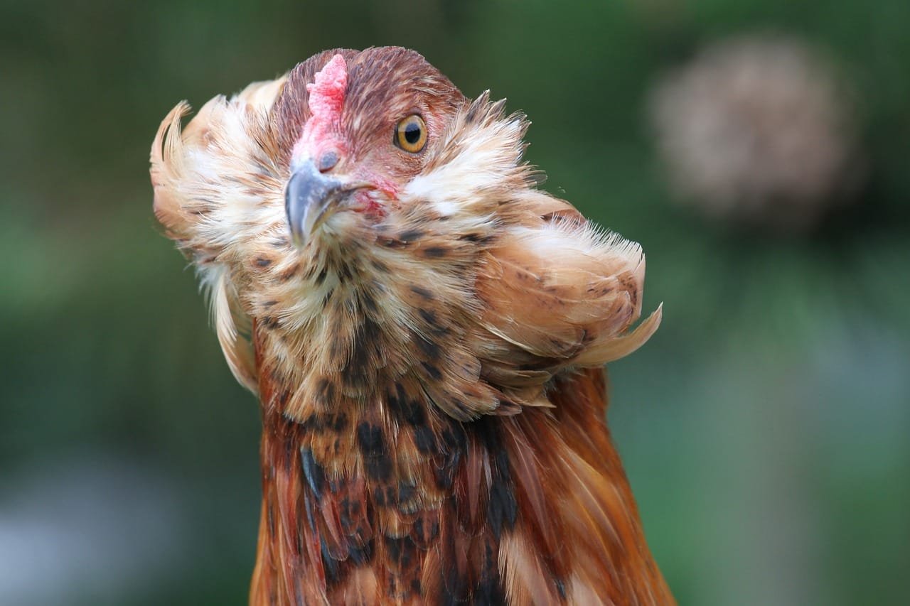 araucana