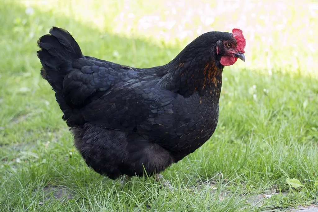 marans