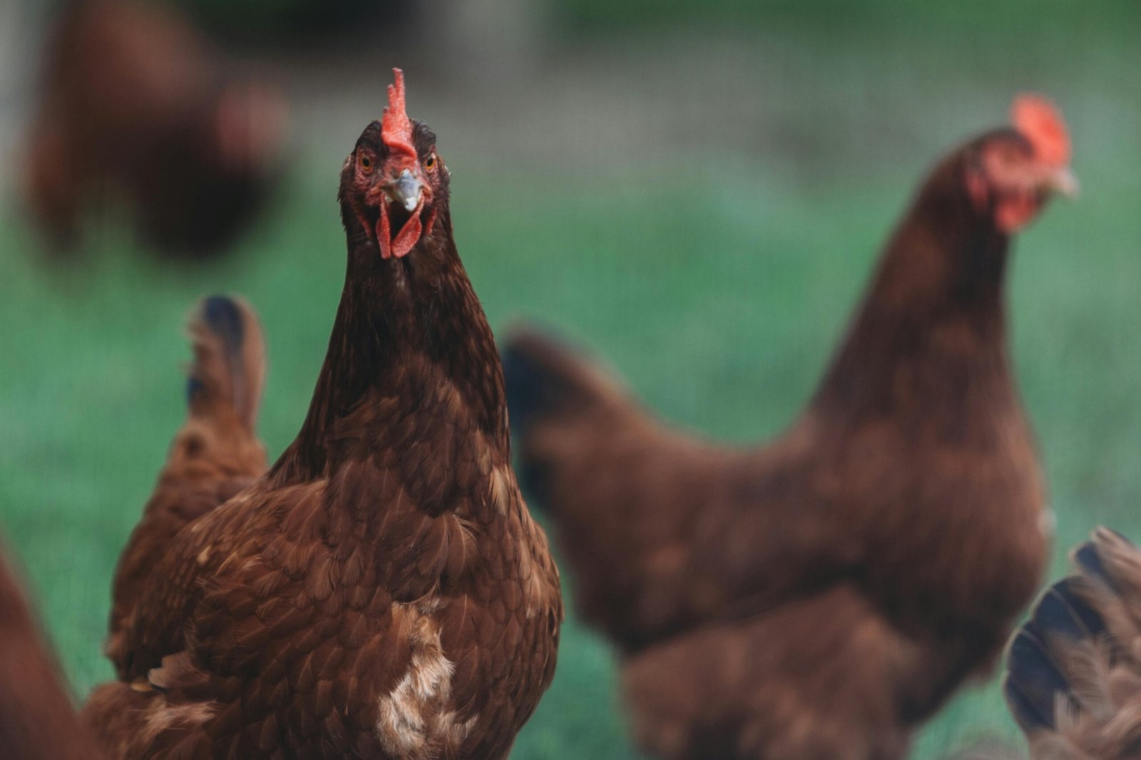 Rhode Island Red chickens in a rural farm setting with green backdrop.
