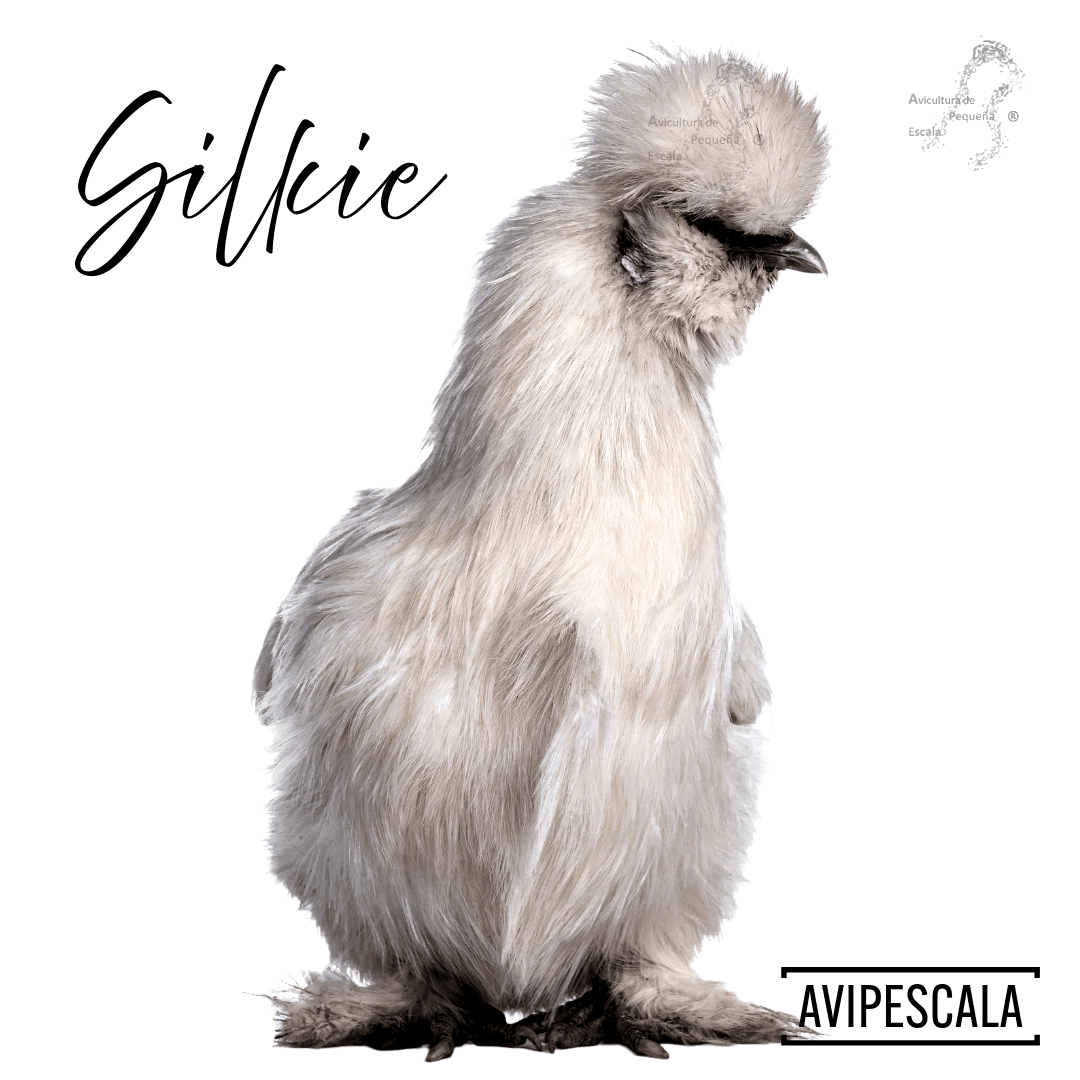 [Imagen de una gallina Silkie blanca]