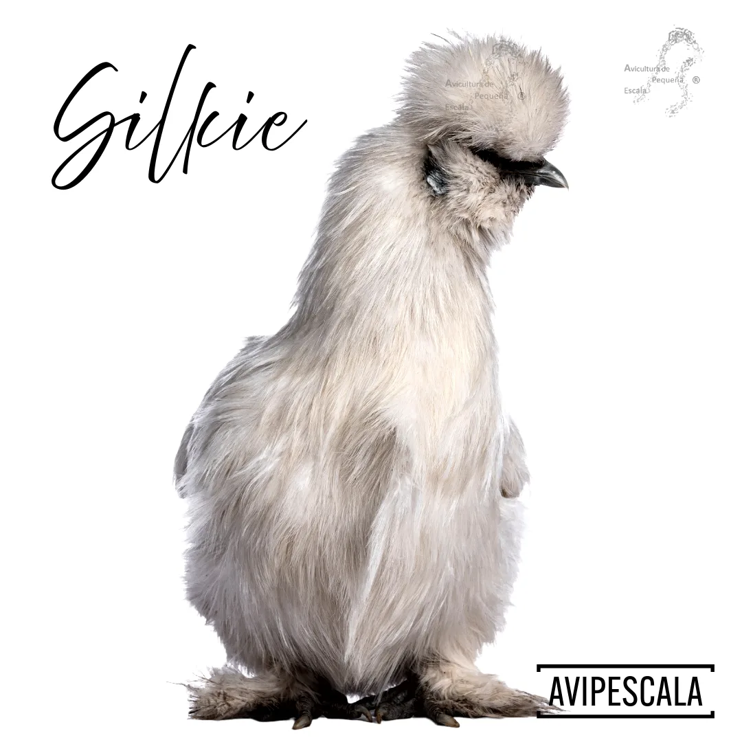 [Imagen de una gallina Silkie blanca]