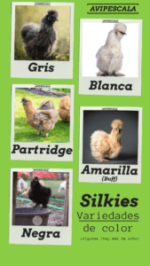 Colores o variedaddes de color silkies gallinas