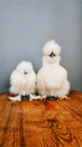 Mamas gallinas silkies