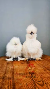 Mamas gallinas silkies