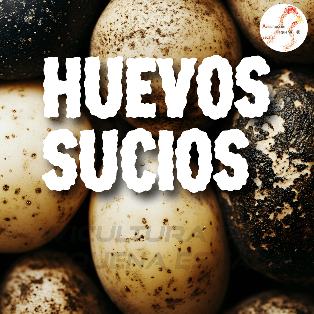 ¡Alto! Por qué NUNCA debes lavar los huevos sucios