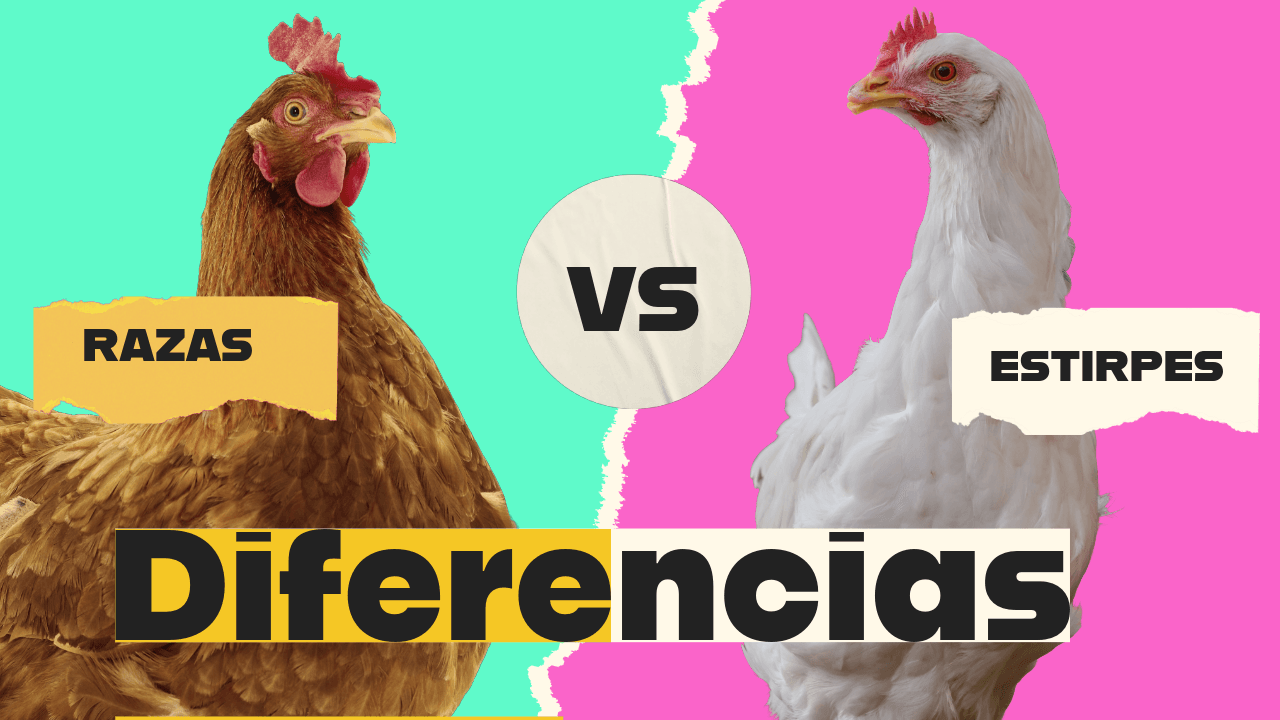 Diferencias Razas y Estirpes Avícolas: Elige Bien a Tus Gallinas
