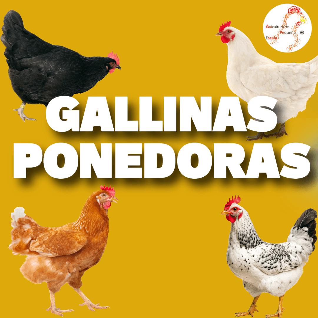 Principales razas de gallinas ponedoras