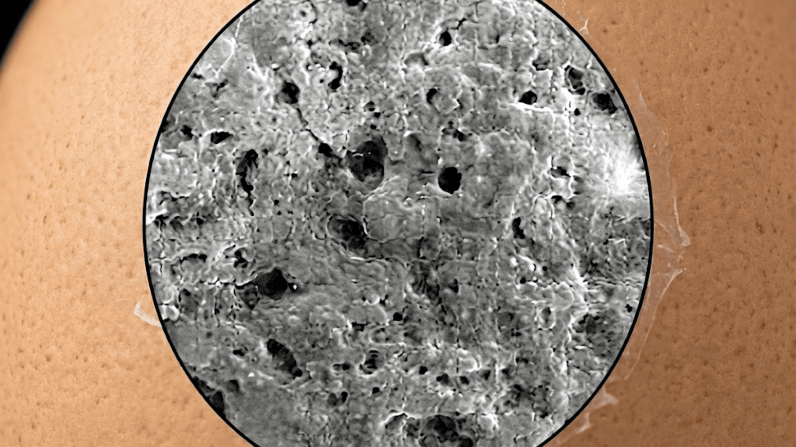 Estructura del huevo y sus partes: clara, yema y cascarón