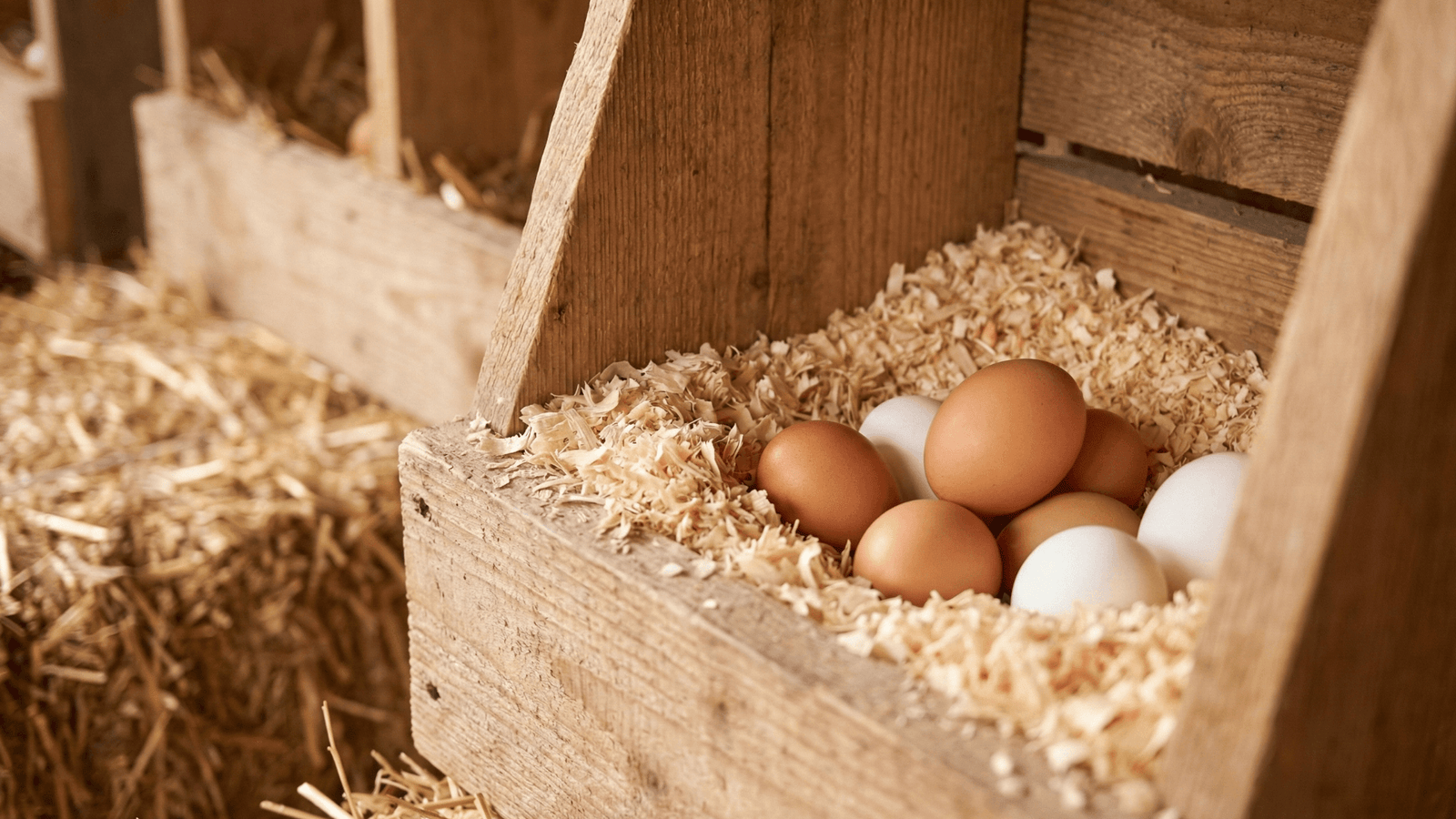 Gallina en nido limpio y seco, buenas prácticas de manejo