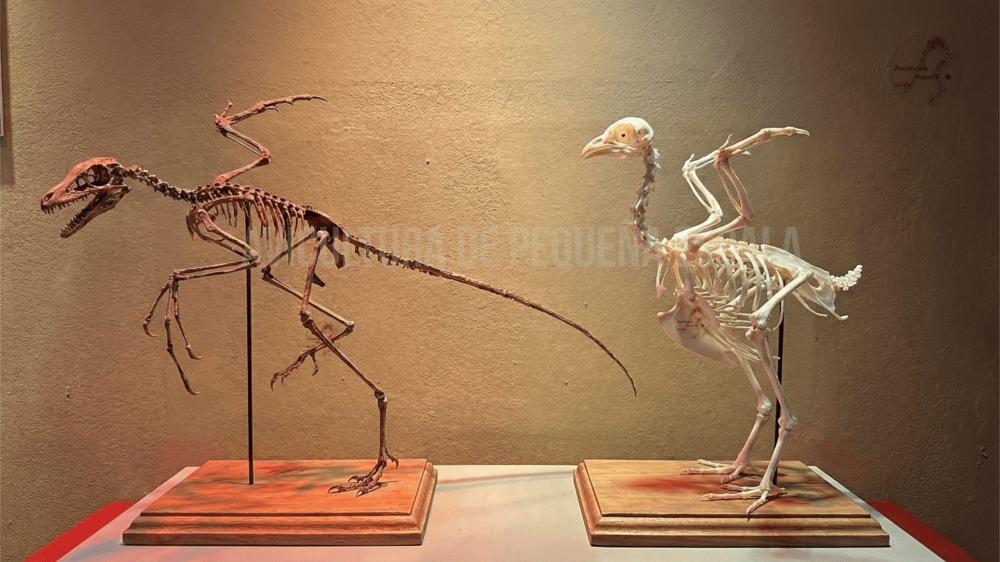 Comparativa de Archaeopteryx y gallina