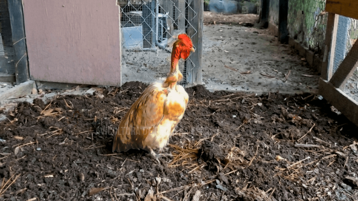 [Imagen de gallina postura pinguino]