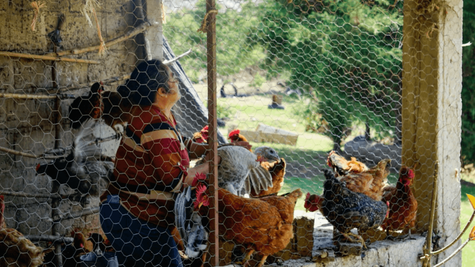 Pilares Avícolas